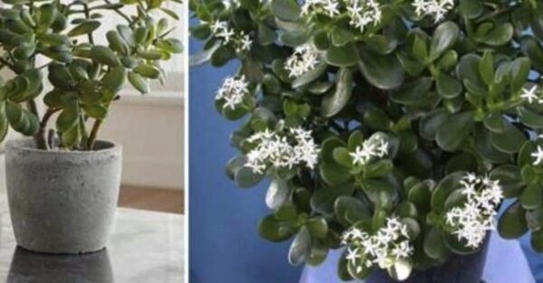 Cómo hacer florecer el árbol de jade