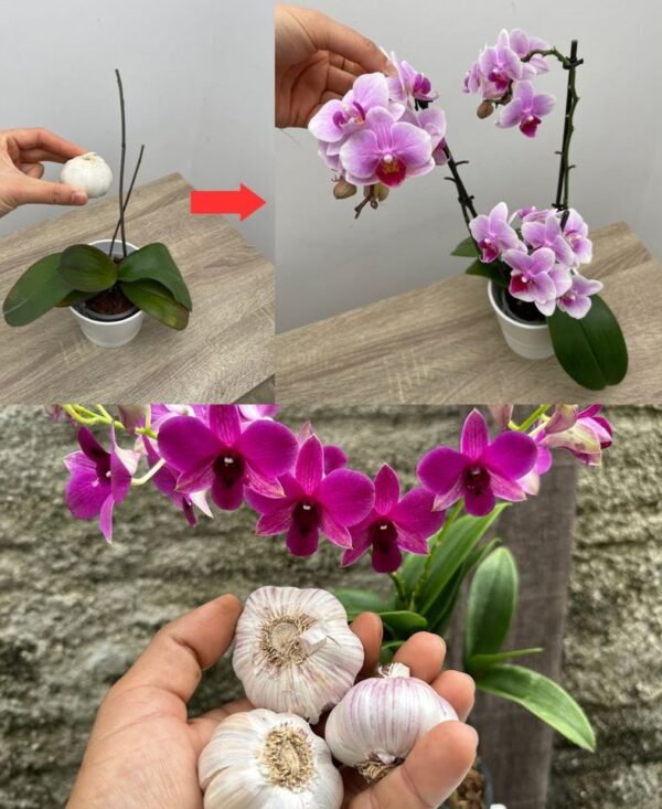 Cómo hacer florecer las orquídeas: un remedio natural y económico
