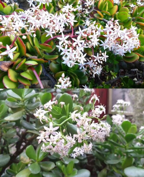 Cómo hacer florecer un árbol de jade y perfumar toda la casa