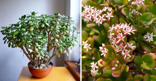 Cómo hacer florecer un árbol de jade