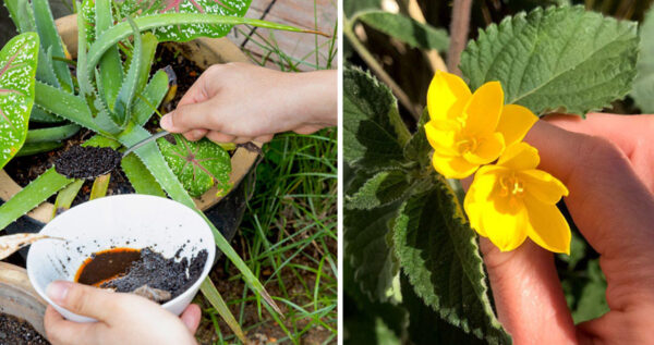 Cómo hacer para que florezca una planta: 9 trucos caseros