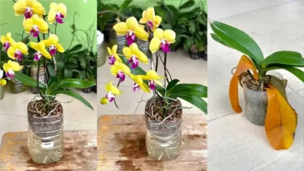 ¿Cómo hacer que la orquídea florezca en invierno?