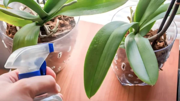 Cómo hacer que las orquídeas florezcan todo el año: añade esto a tu agua de riego