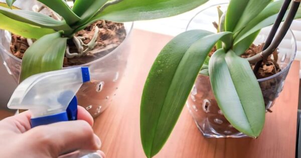 Cómo hacer que las orquídeas florezcan todo el año: añade esto al agua de riego
