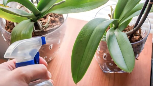 Cómo hacer que las orquídeas florezcan todo el año: añade esto al agua de riego