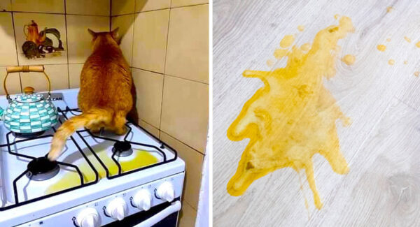 ¿Cómo hacer que mi gato orine en las piedritas? – Damos 5 trucos