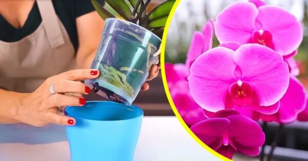 ¿Cómo hacer que tus orquídeas vuelvan a florecer? la guía paso a paso
