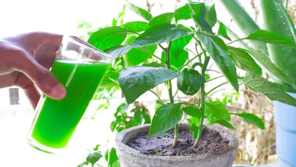 Cómo hacer que tus plantas florezcan en pocos días: 12 consejos imprescindibles