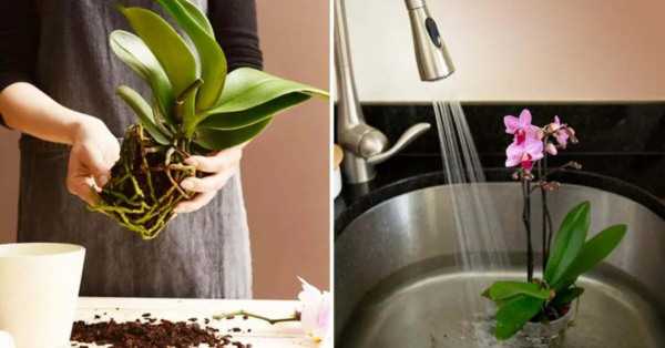 ¿Cómo hacer que una orquídea vuelva a florecer para no volver a comprarla?