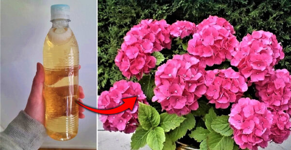 Cómo hacer un abono casero para lograr que tus plantas florezcan