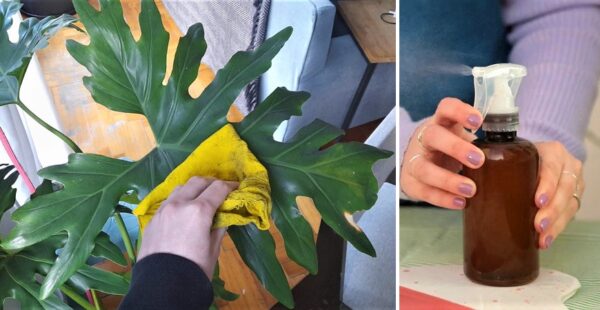 Cómo hacer un abrillantador para las hojas de las plantas