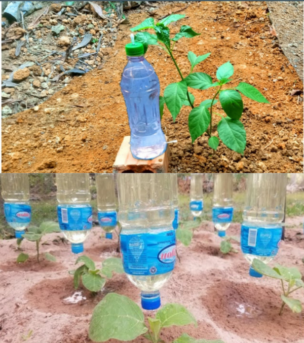 Cómo hacer un aspersor de goteo casero: 10 centavos es todo lo que necesita