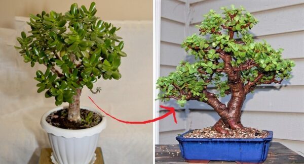 Cómo hacer un bonsái a partir de un árbol de jade