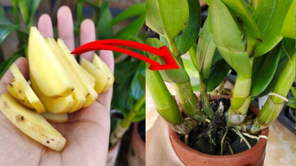 Cómo hacer un excelente fertilizante orgánico: el método con papas.