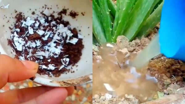 Cómo hacer un fertilizante a partir de residuos de alimentos.