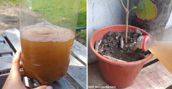 Cómo hacer un fertilizante con clavos oxidados para tus plantas