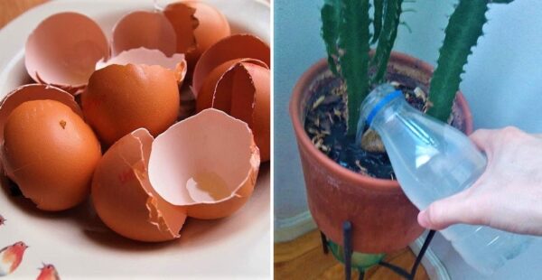 Cómo hacer un fertilizante de té de cascara de huevo para las plantas