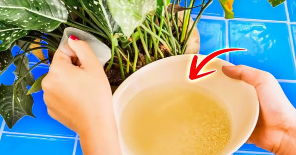¿Cómo hacer un fertilizante natural a base de arroz para cultivar plantas de interior?