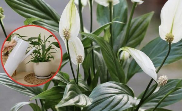 Cómo hacer un fertilizante natural: el método con aloe y cúrcuma.