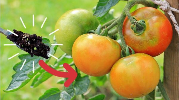 Cómo hacer un fertilizante natural para plántulas de tomate.