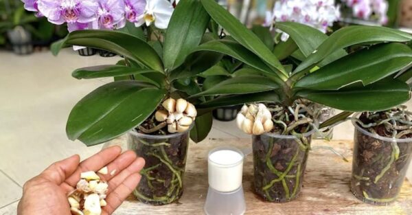 Cómo hacer un fertilizante natural y efectivo para orquídeas.