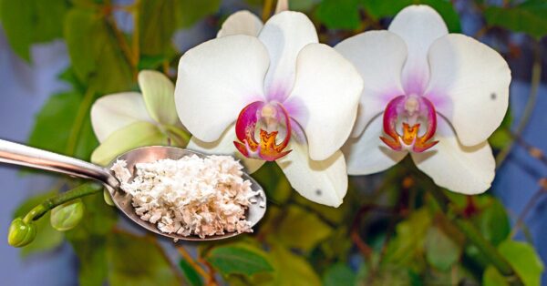 Cómo hacer un fertilizante para orquídeas: el método con cáscaras de huevo.
