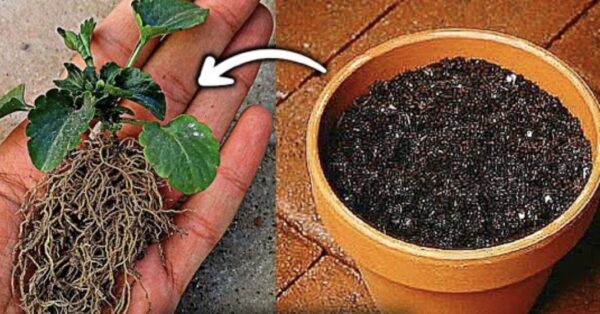 Cómo hacer un suelo adecuado para semillas.