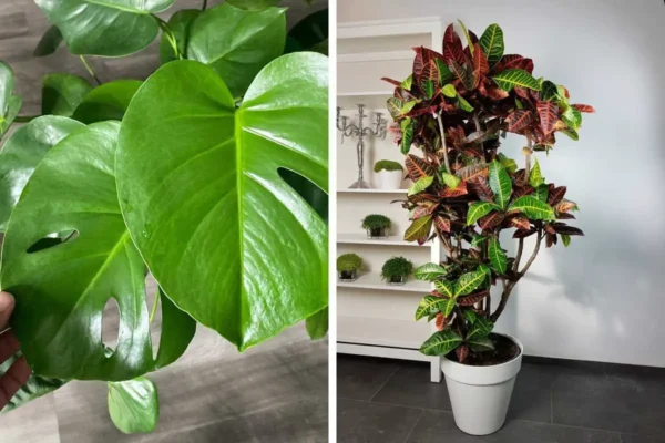 ¿Cómo limpiar las hojas de las plantas de interior para tenerlas siempre bonitas?