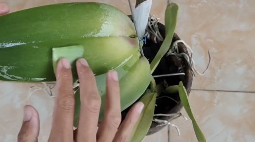 Cómo limpiar las hojas de orquídea con un solo ingrediente natural