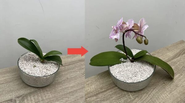 Cómo limpiar y proteger las hojas de orquídea: el método rápido con limón