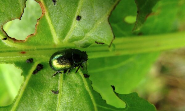 ¡Cómo luchar contra los insectos que comen hojas!