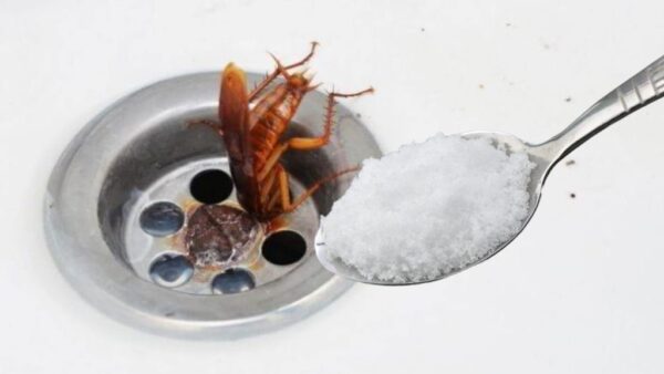Cómo mantener a las cucarachas alejadas de la cocina: el único remedio 100% fiable