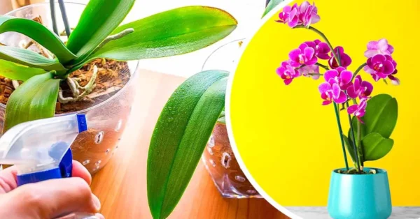 ¿Cómo mantener las orquídeas en septiembre para prepararlas para el invierno? 4 consejos de floristas