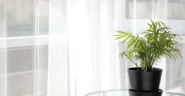 ¿Cómo mantener tu palmera de interior para que siga tan verde como el primer día?