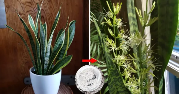 Cómo mantener una sansevieria llena de flores y vegetación todo el año: 3 métodos infalibles