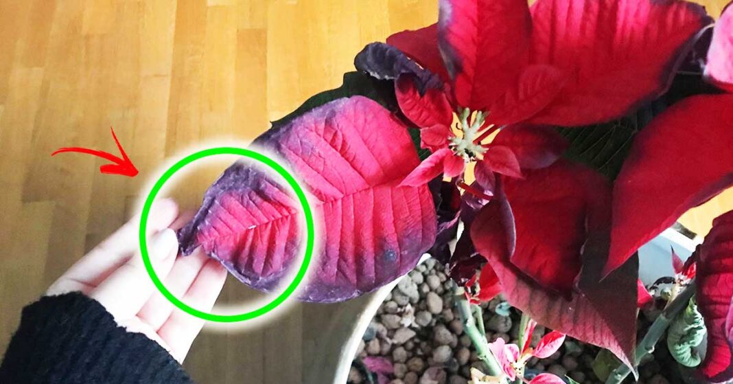 nochebuena seca nochebuena seca