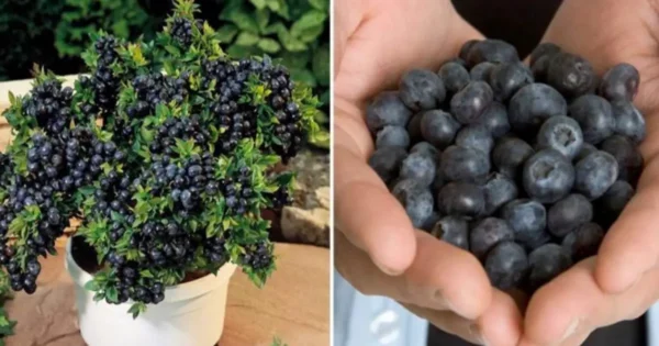 Cómo plantar arándanos en casa para tener un suministro infinito