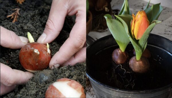 Cómo plantar bulbos de tulipán en invierno: consejos para hacerlo mejor.