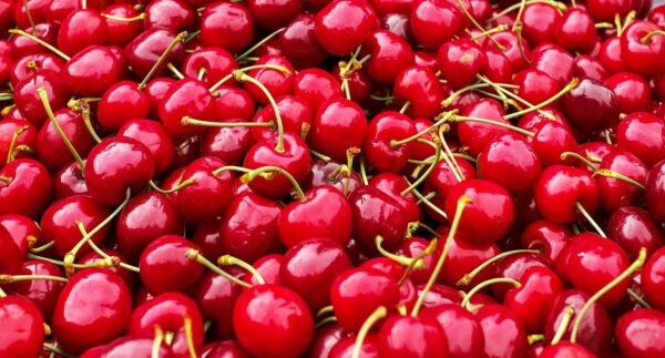 Cómo plantar cerezas en maceta para obtener frutos