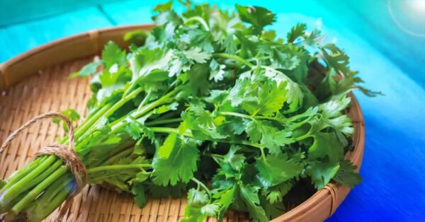 ¿Cómo plantar cilantro en tu jardín? (Y cómo usarlo)