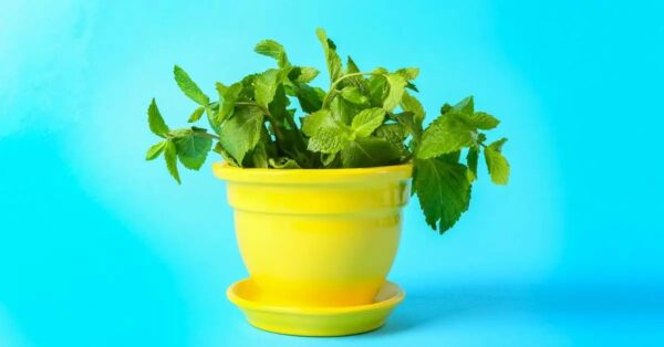 ¿Cómo plantar menta en una taza para decorar y perfumar toda la casa?