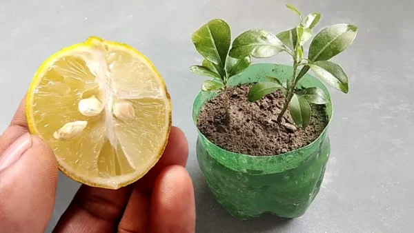 Cómo plantar un limón en una taza para perfumar y decorar tu hogar