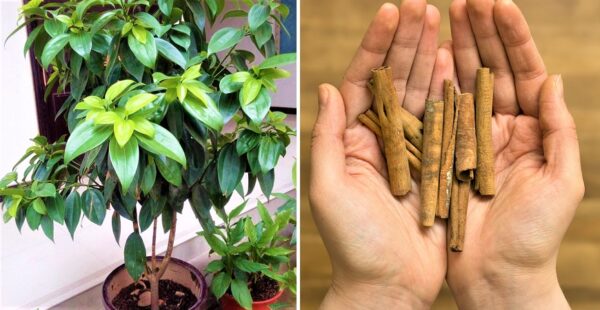Cómo plantar un árbol de canela en casa para usar en la cocina