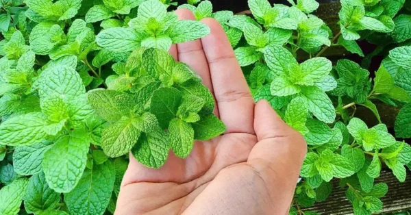 ¿Cómo plantar una menta? Guía para cultivarlo bien