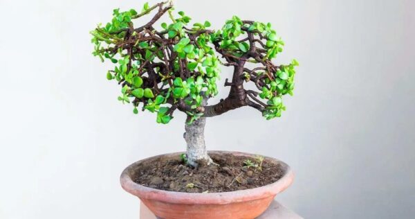 ¿Cómo plantar y cuidar el árbol de jade? La guía paso a paso