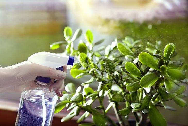 ¿Cómo plantar y mantener el árbol de jade? La guía paso a paso 4 regar el árbol de jade