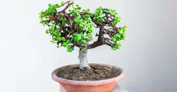 ¿Cómo plantar y mantener el árbol de jade? la guía paso a paso