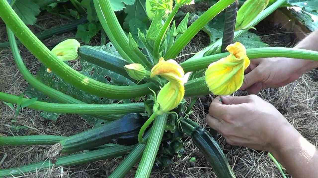 Potare zucchine orto Poda de huerto de calabacín
