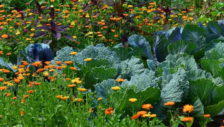 Giardinaggio Jardinería