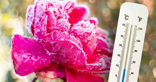 ¿Cómo preparar rosas para el invierno? Mantenimiento y cuidado a saber